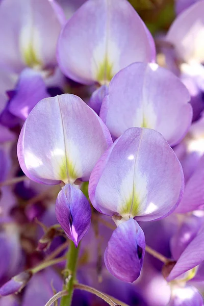 Schöne Blühende Blumen Natur Hintergrund — Stockfoto