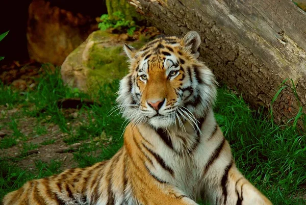 Encerramento Animais Jardim Zoológico — Fotografia de Stock