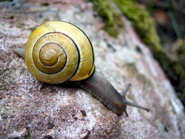 Gasteropode Sgusciato Lumaca Animale — Foto Stock