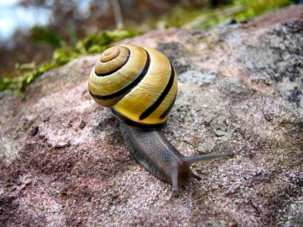 Snail Shell Invertebrate Helix — Stock Photo, Image