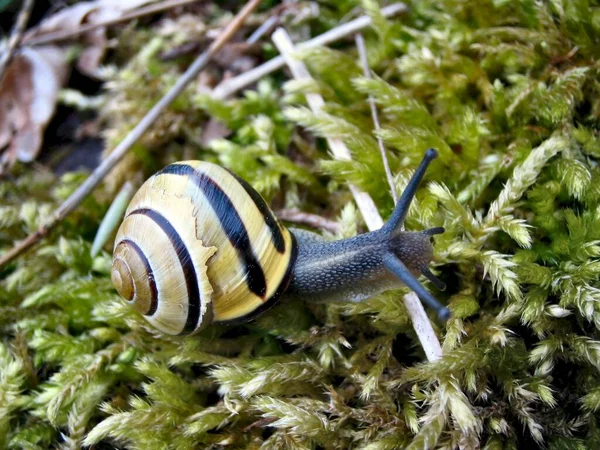 Caracol Shell Hélice Invertebrada — Fotografia de Stock