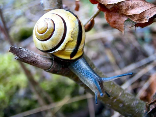 Snäckskalade Snäckdjur — Stockfoto