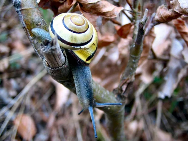 Ryggradslösa Blötdjur Snigel — Stockfoto