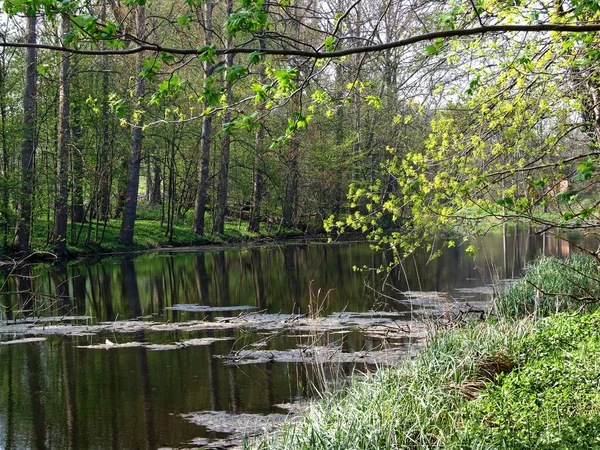 Piękny Widok Przyrodę — Zdjęcie stockowe