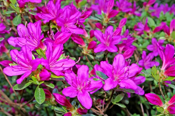 Schöne Blumen Blumiges Konzept Hintergrund — Stockfoto