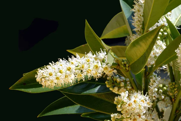 Vista Cerca Hermosos Pétalos Flores — Foto de Stock