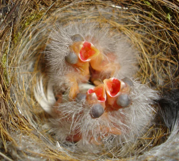 美しいフィンチ鳥の景色 — ストック写真