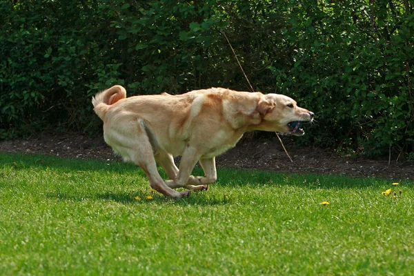 Σκύλος Παίζει Ένα Ραβδί — Φωτογραφία Αρχείου