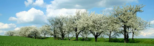 Naturbaum Kirschbaum — Stockfoto