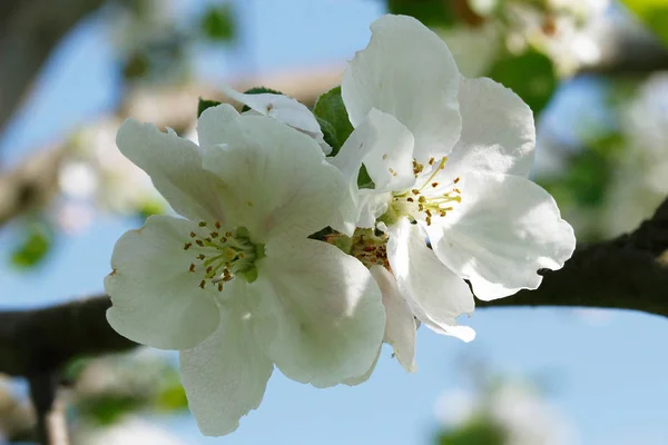 Äppelblommor Blommor Grenar Vårflora — Stockfoto