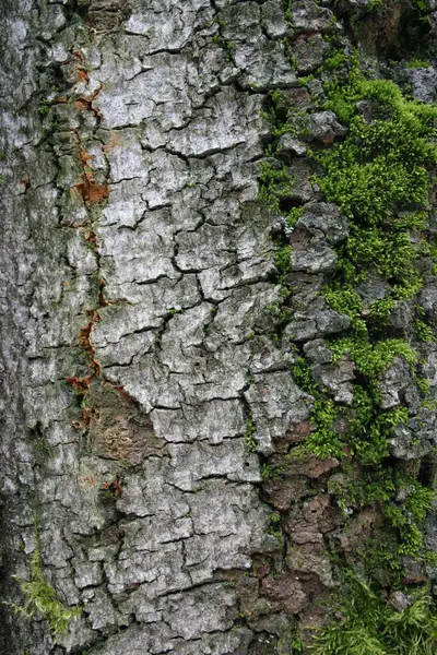 Mossig Bark Från Ett Gammalt Träd — Stockfoto