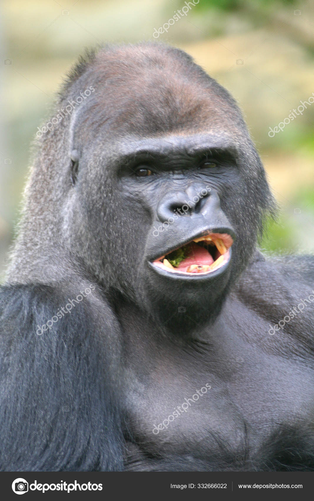 Primata Macaco Gorila Macaco — Foto © PantherMediaSeller #332666022, image size:1067x1700