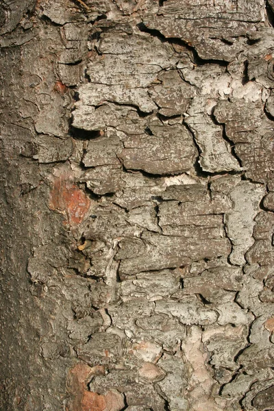 Bark Gammal Gran — Stockfoto