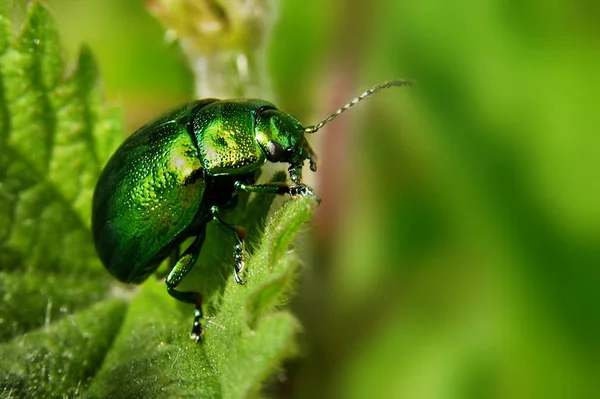 Gros Plan Bug Nature Sauvage — Photo