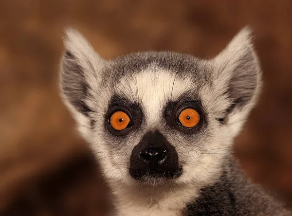 動物園での動物の閉鎖 — ストック写真