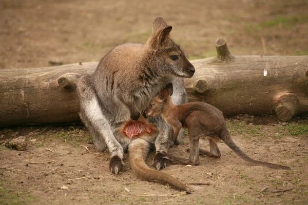 Känguru Tasche Tier Flora Und Fauna — Stockfoto