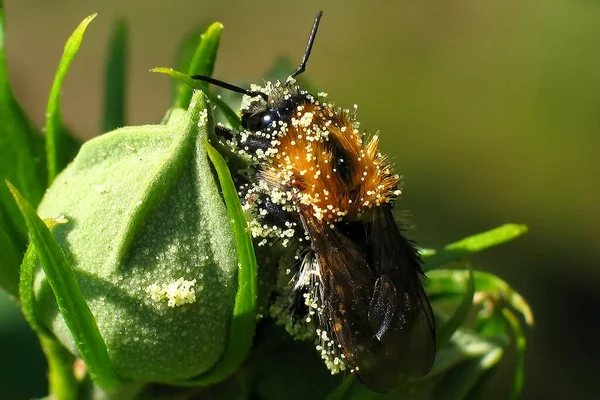 Nahaufnahme Von Wanzen Der Wilden Natur — Stockfoto