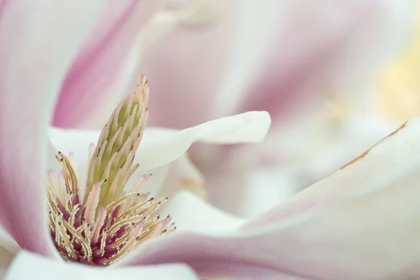 Magnolienblüten Blühen Frühlingsflora Blütenblätter — Stockfoto