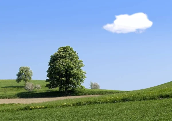 Schöne Aussicht Auf Die Natur — Stockfoto