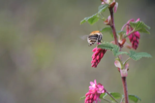 Vista Close Belo Inseto Bumblebee — Fotografia de Stock