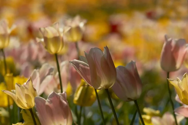 Piękne Płatki Kwiatów Tulipanów Flora — Zdjęcie stockowe