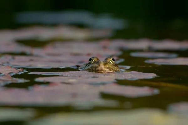 Žába Vodním Jezírku — Stock fotografie