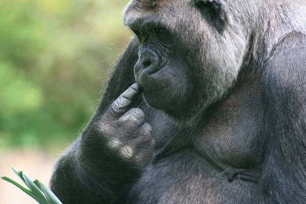 Primat Gorilla Affe Affe — Stockfoto