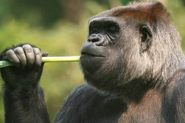 Primate Mono Gorila Mono —  Fotos de Stock