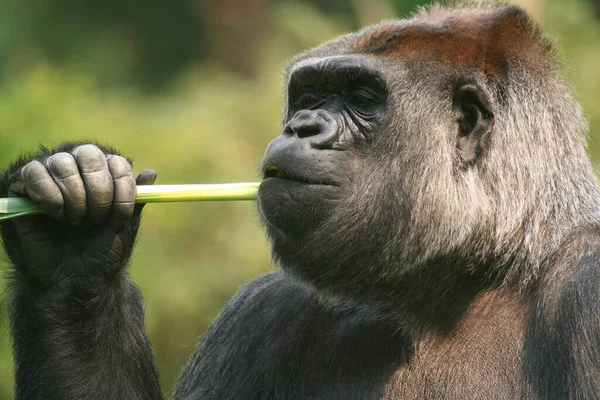 Primat Gorilla Affe Affe — Stockfoto