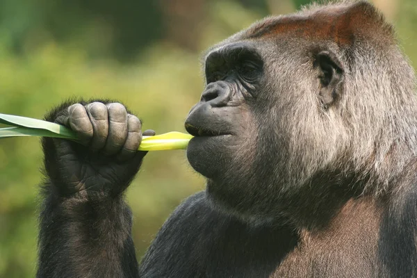 Primate Mono Gorila Mono — Foto de Stock