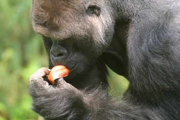 Primat Gorilla Affe Affe — Stockfoto