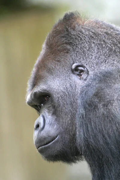 Primate Singe Gorille Singe — Photo