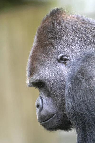 Primat Goril Maymun Maymun — Stok fotoğraf