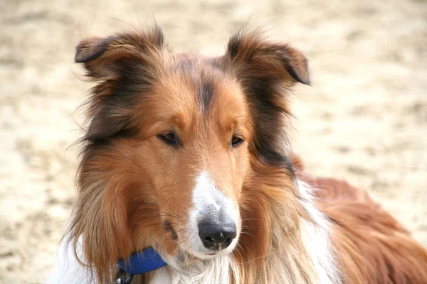 Collie Pedigree Dog Animal Pet — 스톡 사진