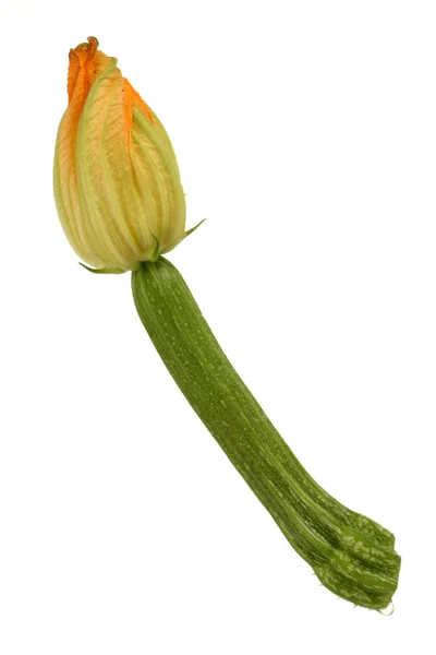 Flor Fresca Zucchini Aislada Sobre Blanco — Foto de Stock