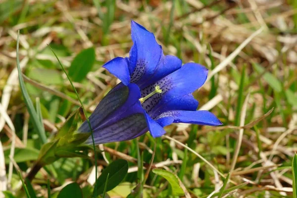 Flores Gentian Campo Pradera — Foto de Stock