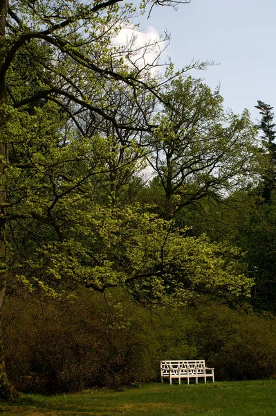 Hermoso Plano Botánico Fondo Pantalla Natural — Foto de Stock