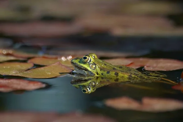 Animal Anfíbio Selvagem — Fotografia de Stock