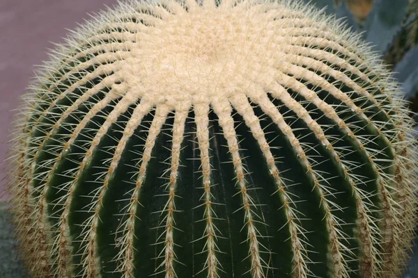 Egzotikus Trópusi Növényi Kaktuszok — Stock Fotó