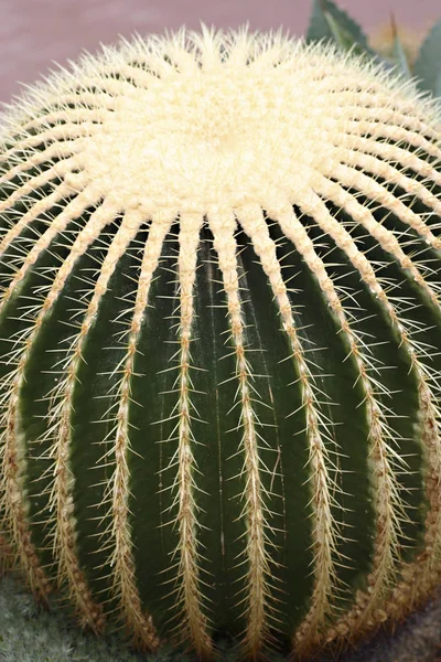 Tropická Rostlina Botanická Flóra Kaktus — Stock fotografie