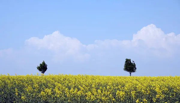 Agricoltura Campo Colza Flora Gialla — Foto Stock