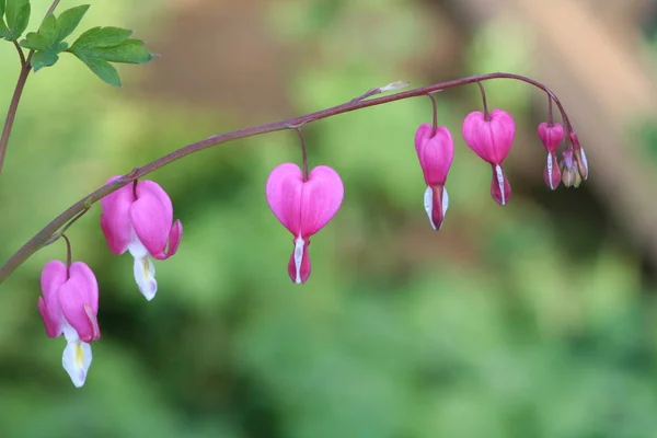 Квіти Кровоточивих Сердець Флора — стокове фото