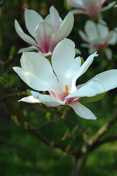 Kwiaty Magnolii Kwitnące Wiosenne Płatki Flory — Zdjęcie stockowe