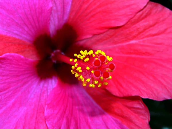 Gyönyörű Botanikai Lövés Természetes Tapéta — Stock Fotó