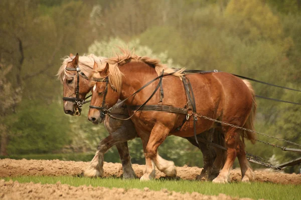 Soportes Nostálgicos Con Dos Magníficos Trozos Caballos —  Fotos de Stock