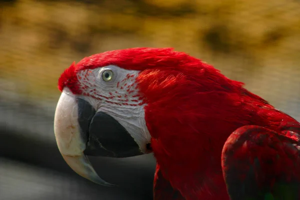 Zbliżenie Widok Pięknej Papugi Macaw — Zdjęcie stockowe