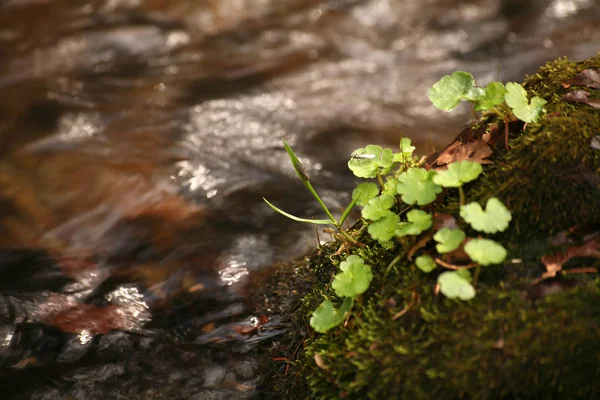 森の中の緑の植物は — ストック写真