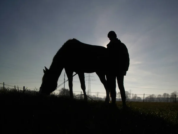 Кінь Вершник Заході Сонця — стокове фото