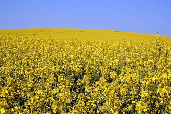 Agriculture Champ Colza Plantes Jaunes — Photo