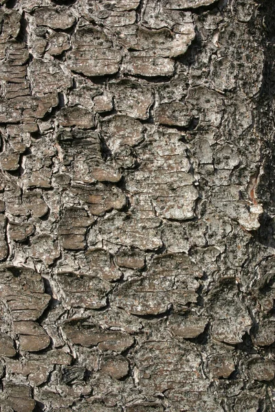 Blaf Van Een Oude Sparren — Stockfoto